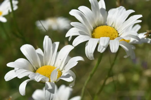 Very pretty pair of blooming common daisies flowering.