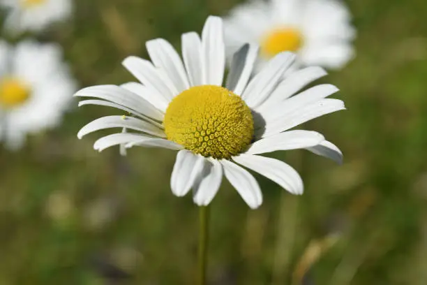 Daisies in the wild flowering and blooming on a summer day.