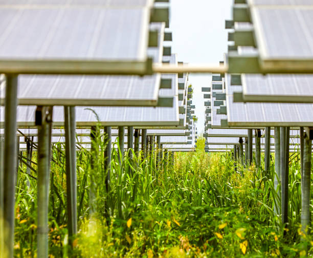 istock Overgrown under solar photovoltaic 1137603198