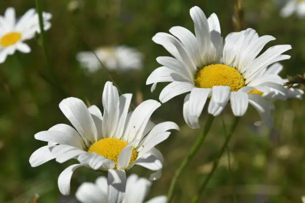 Sunny day with blooming common daisies flowering.