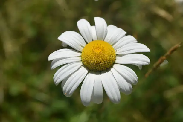 Beautiful blooming common daisy blossom on a sunny day.