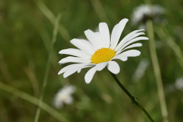 Flowering white and yellow daisy in a grass field.