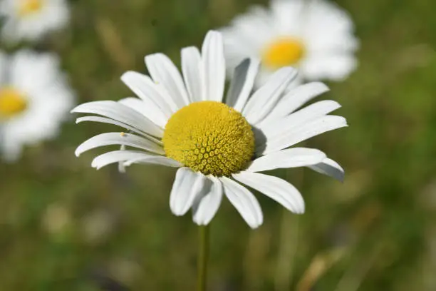 Very pretty blooming lawn daisy flowering on a summer day.