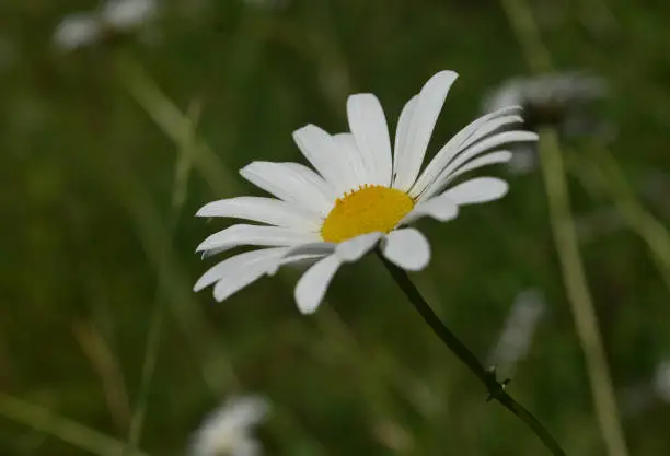 Summer day with a flowering white and yellow lawn daisy.
