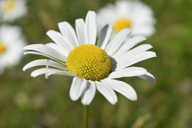 Blossoming and blooming lawn daisy flowering in the summer.