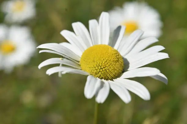 WIld daisy in full bloom on a summer day.