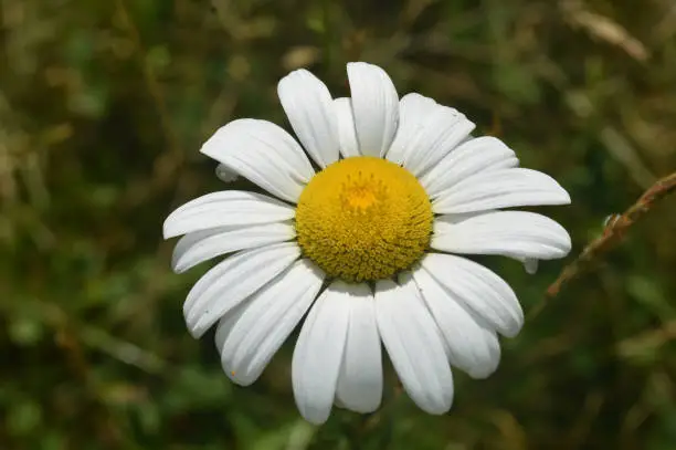 Blossoming common daisy flower looking beautiful.