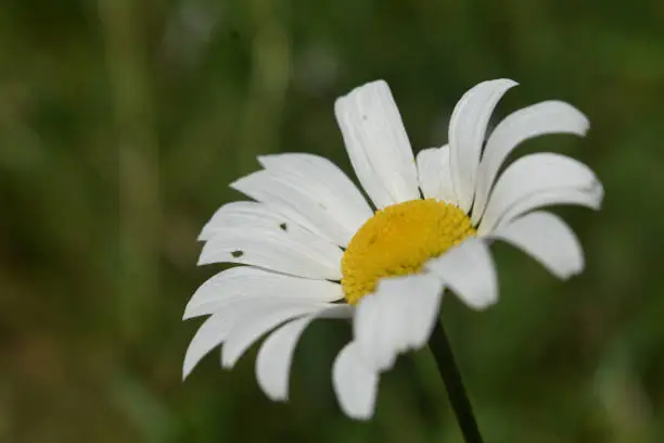 Blooming and blossoming English daisy flower.