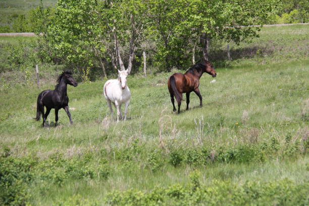 istock Horses playing in the pasture by Andrea Lawrence C1020377 1137603380