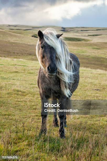 Icelandic Horse Stock Photo - Download Image Now - Icelandic Horse, Horse, Animal