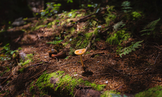 Close up image of a neat mushroom growing on a forest floor in dappled sunlight.