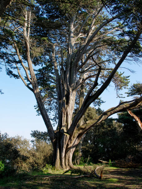 istock big tree in Chair wood 1137605297