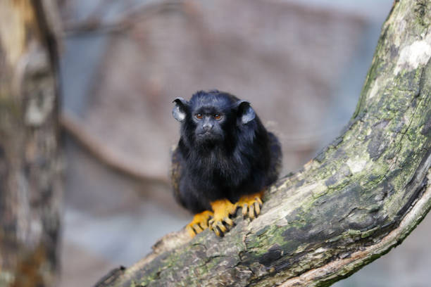 portret dziecka z czerwoną ręką midas tamarin - redhanded tamarin zdjęcia i obrazy z banku zdjęć