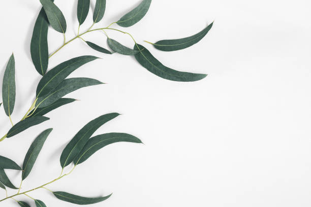 istock Eucalyptus leaves on pastel gray background. Pattern made of eucalyptus branches. Flat lay, top view, copy space 1137605867
