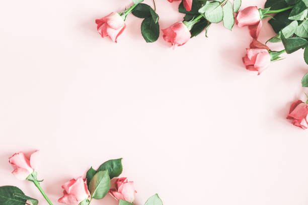 istock Flowers composition. Pink rose flowers on pastel pink background. Flat lay, top view, copy space 1137605875