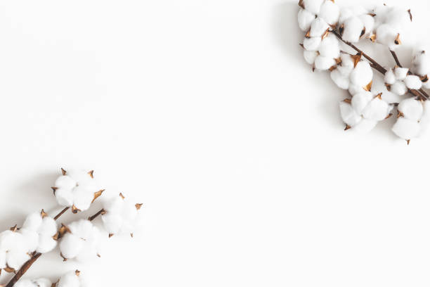 istock Flowers composition. Cotton flowers on white background. Flat lay, top view, copy space 1137606749