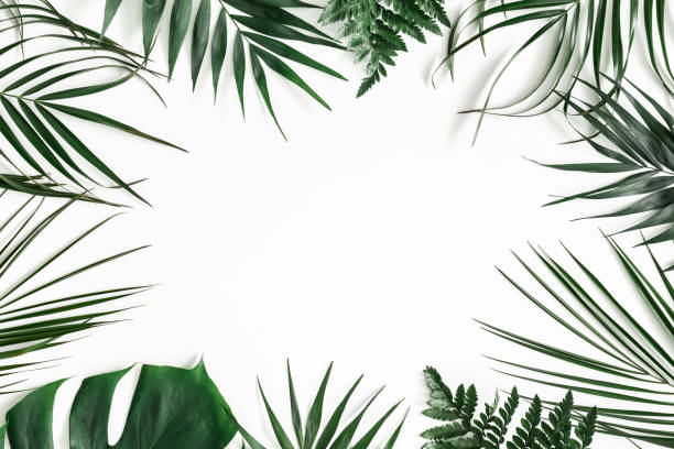 istock Summer composition. Tropical palm leaves on white background. Summer concept. Flat lay, top view, copy space 1137607233
