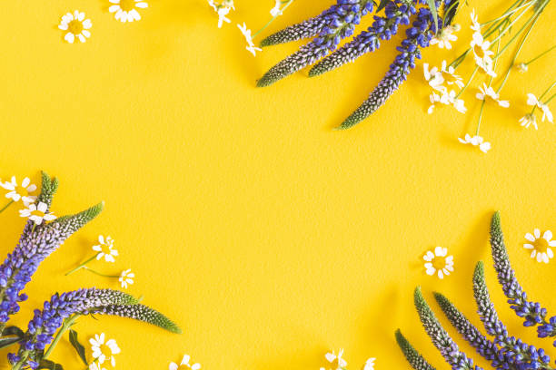istock Flowers composition. Chamomile flowers on yellow background. Spring, summer concept. Flat lay, top view, copy space 1137608116