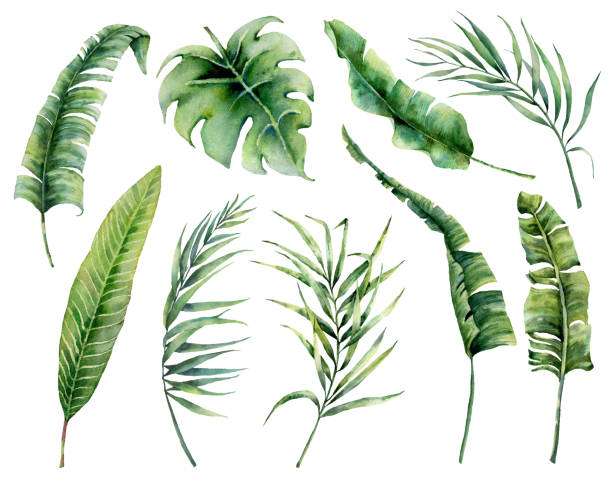 istock Watercolor set with tropical palm leaves. Hand painted nature illustration with coconut, banana, monstera leaves isolated on white background for design, print. Realistic delicate plant. 1137608513