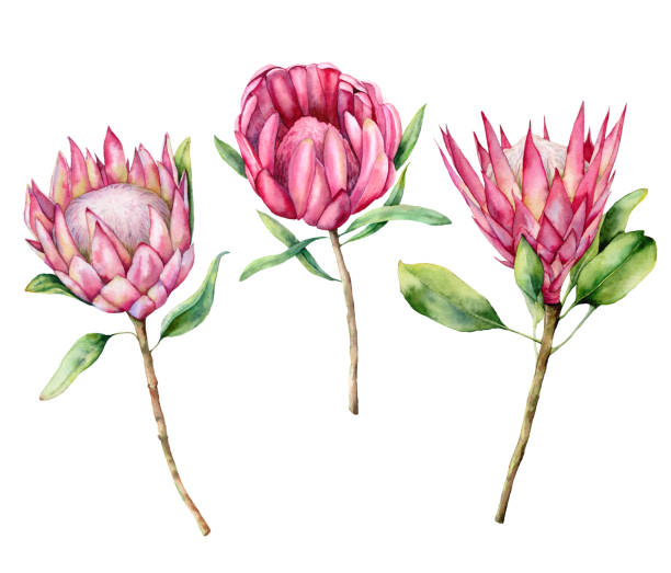 illustrations, cliparts, dessins animés et icônes de ensemble de trois protea aquarelle. illustration de fleur rose peinte à la main avec des feuilles et branche d'isolement sur fond blanc. illustration botanique de la nature pour la conception, impression. plante délicate et réaliste. - flower head botany florist forest