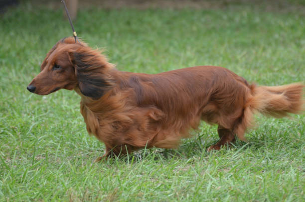 long haired weenie