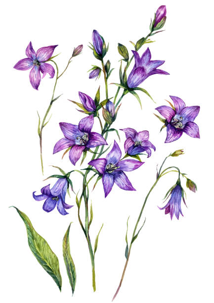 ilustrações, clipart, desenhos animados e ícones de jogo botânico da ilustração do bluebell da aguarela - campanula bluebell flower leaf