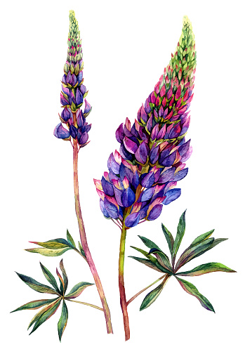 Watercolor Botanical Illustration of Lupinus. Vintage Style Painted Lupin Flower, Bud, and Foliage. Purple Wildflower with Leaves Isolated on White.