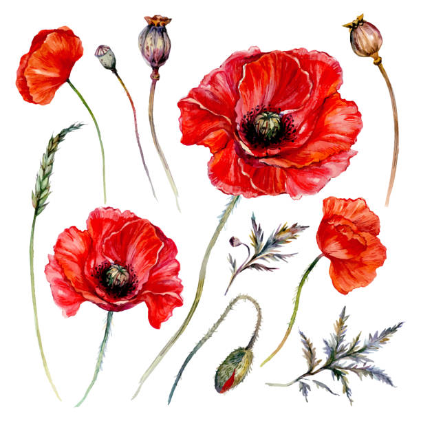 Watercolor Poppy Composition Watercolor Botanical Illustration of Red Poppy Blossoms, Buds, Pods, and Leaves Isolated on White. Vintage Style Floral Collection. Blooming Bouquet of Red Flowers. red poppy stock illustrations