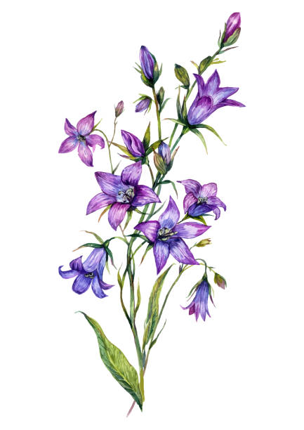 illustrazioni stock, clip art, cartoni animati e icone di tendenza di illustrazione botanica bluebell acquerello - campanula wildflower cut out isolated