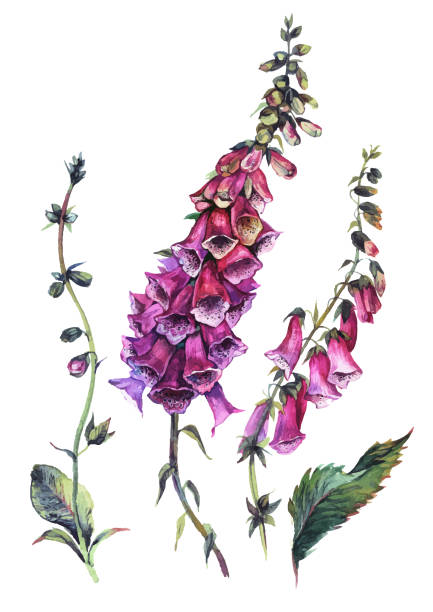 ilustrações, clipart, desenhos animados e ícones de composição do foxglove da aguarela - illustration and painting old fashioned purple vertical