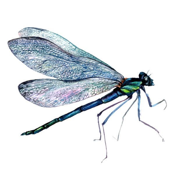 Watercolor Green Dragonfly Watercolor Vintage Style Illustration of Green Dragonfly. Detailed Painting of Damselfly with Transparent Wings. Illustration of Insect Anisoptera isolated on White. dragonfly tattoo stock illustrations