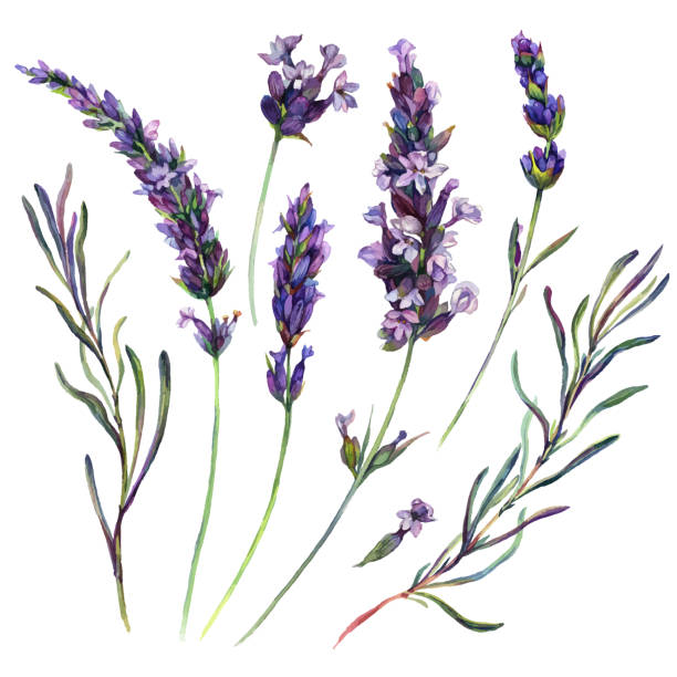 элементы акварели лаванды - lavender lavender coloured flower homeopathic medicine stock illustrations