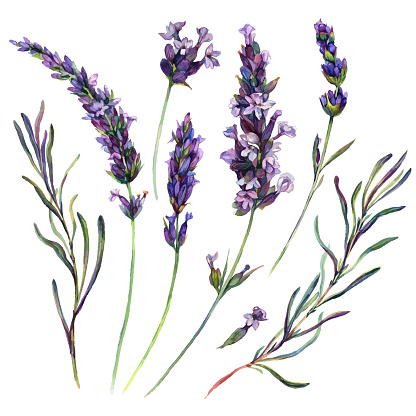 Watercolor Collection of Lavender Flowers Blossoms, Leaves and Buds. Botanical Illustration of Lavandula Flower Isolated on White Background. Vintage Style Floral Decoration.