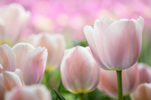Close up of light pink spring tulip