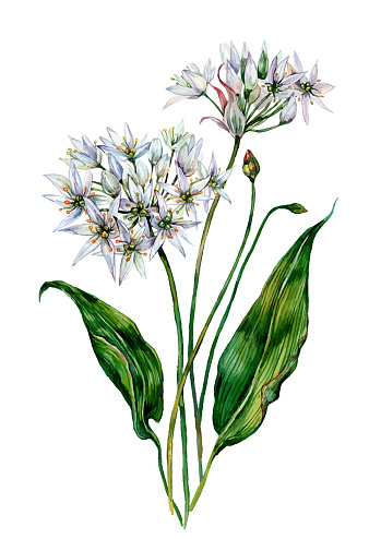 Watercolor Botanical Illustration of Ramson. Wild Leek Flower Painting in Vintage Style. White Flowers and Green Leaves Isolated on White. Allium ursinum. Wild Garlic Wildflower.