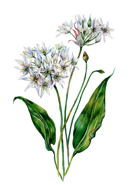 Watercolor Ramson Composition Watercolor Botanical Illustration of Ramson. Wild Leek Flower Painting in Vintage Style. White Flowers and Green Leaves Isolated on White. Allium ursinum. Wild Garlic Wildflower. wild garlic leaves stock illustrations
