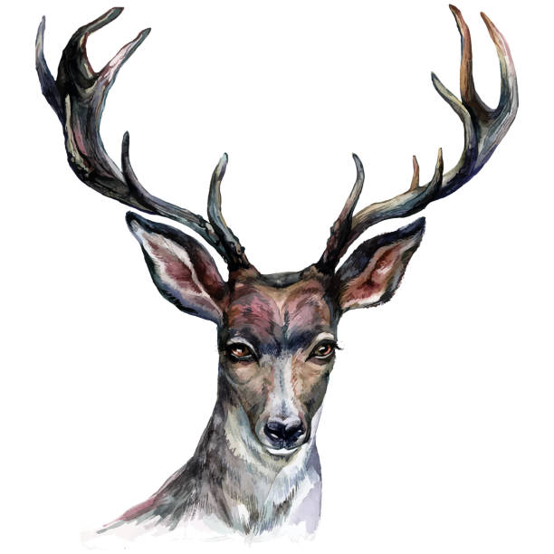 661 Deer Head Tattoo Designs Drawings Illustrations & Clip Art - iStock