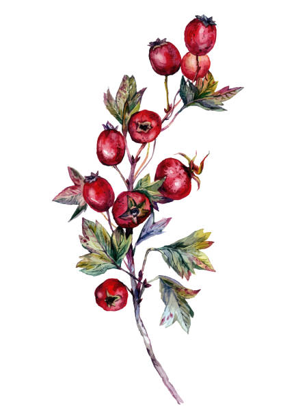 Watercolor Hawthorn Branch Watercolor Botanical Illustration of Hawthorn. Vintage Style Painting of Dog-rose with Red Berries and Green Foliage, Isolated on White. hawthorn stock illustrations