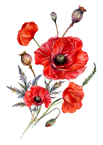 Watercolor Botanical Illustration of Red Poppy Blossoms, Buds, Pods, and Leaves Isolated on White. Vintage Style Floral Composition. Blooming Bouquet of Red Flowers.