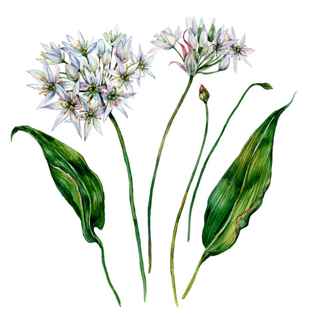 Watercolor Ramson Composition Watercolor Botanical Illustration of Ramson. Wild Leek Flower Elements in Vintage Style. White Flowers and Green Leaves Isolated on White. Allium ursinum. Wild Garlic Wildflower. wild garlic leaves stock illustrations
