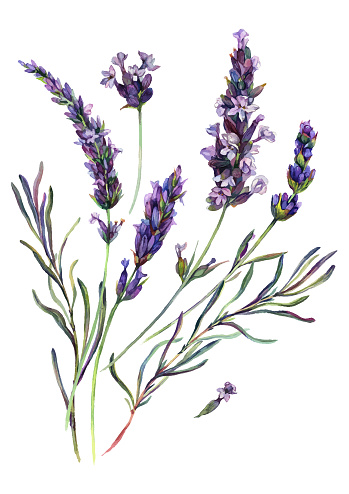 Watercolor Painting of Lavender Flowers Blossoms, Leaves and Buds. Botanical Illustration of Lavandula Flower Isolated on White Background. Vintage Style Floral Decoration.