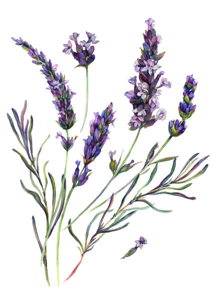 Watercolor Lavender Composition Watercolor Painting of Lavender Flowers Blossoms, Leaves and Buds. Botanical Illustration of Lavandula Flower Isolated on White Background. Vintage Style Floral Decoration. purple illustrations stock illustrations