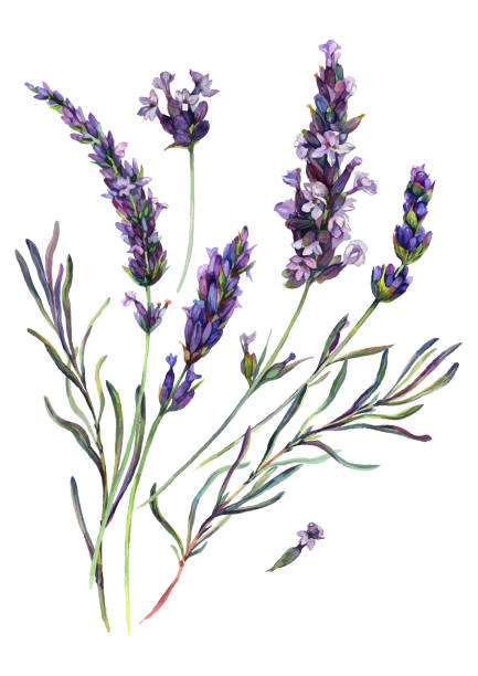 Watercolor Lavender Composition Watercolor Painting of Lavender Flowers Blossoms, Leaves and Buds. Botanical Illustration of Lavandula Flower Isolated on White Background. Vintage Style Floral Decoration. lavender stock illustrations