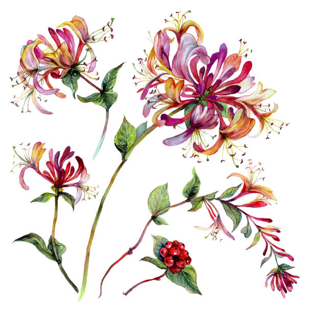 Watercolor Honeysuckle Composition Watercolor Botanical Illustration of Lonicera. Vintage Style Painted Honeysuckle Flower Elements. Retro Style Floral Composition Isolated on White. Woodbine Flowers, Buds, Berries, and Foliage. arrowwood stock illustrations