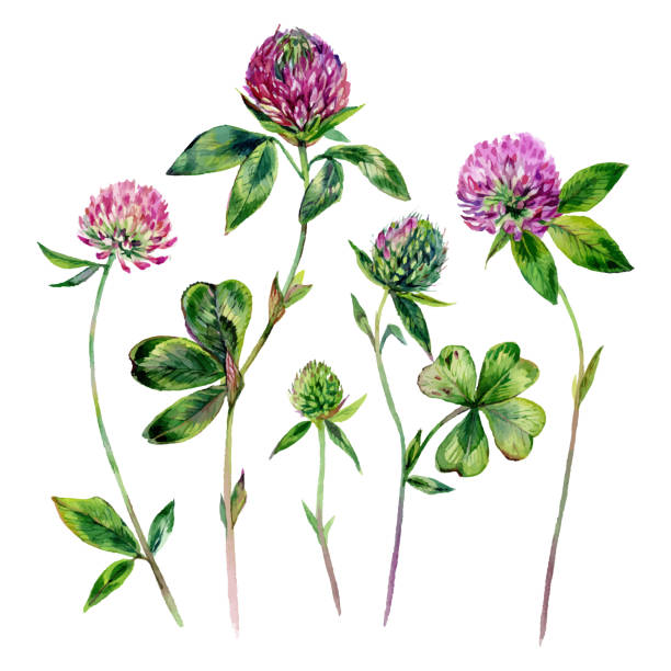 ilustraciones, imágenes clip art, dibujos animados e iconos de stock de watercolor clover elements - ornamental garden europe flower bed old fashioned