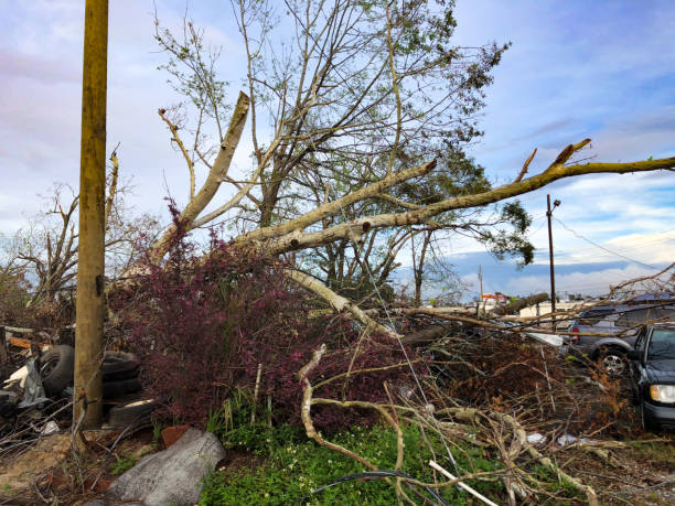 istock Trees uprooted and electricity poles down in Florida after Hurricane Michael. 1137611464