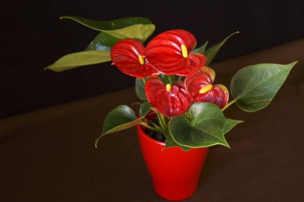 istock Red anthurium or flamingo flowers on black background 1137612639
