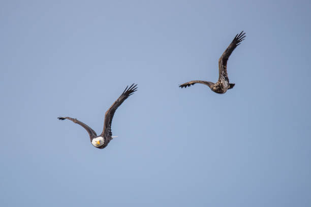 Bald Eagle flying, teachiing young to fly Bald Eagle mom teaching young to fly during winter migration through the mid west USA eagle bald eagle american culture feather stock pictures, royalty-free photos & images