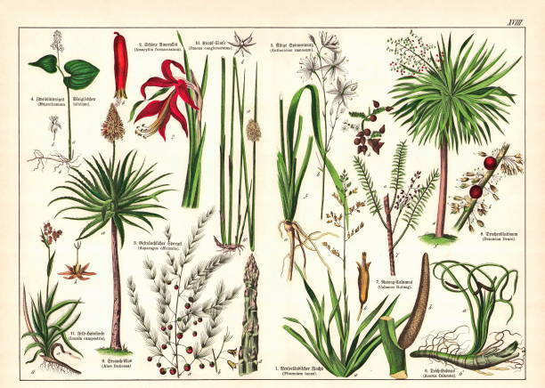 19th Century - Original scanned  antique Victorian style botanical lithographs boards with corresponding caption in Latin and old German script. Munich 1880 - 1889, Germany. The Natural History of the Plant Kingdom. 19th Century - scanned antique Victorian style botanical lithographs boards with corresponding caption in Latin and old German script. Munich 1880 - 1889, Germany.
NB. The noises in the lithograph are original and not a technical issue. 1880 1889 illustrations stock illustrations