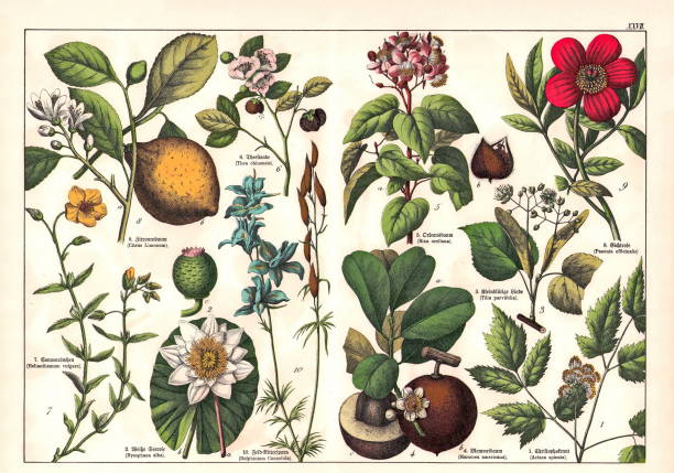 istock 19th Century - Original scanned  antique Victorian style botanical lithographs boards with corresponding caption in Latin and old German script. Munich 1880 - 1889, Germany. 1137612849